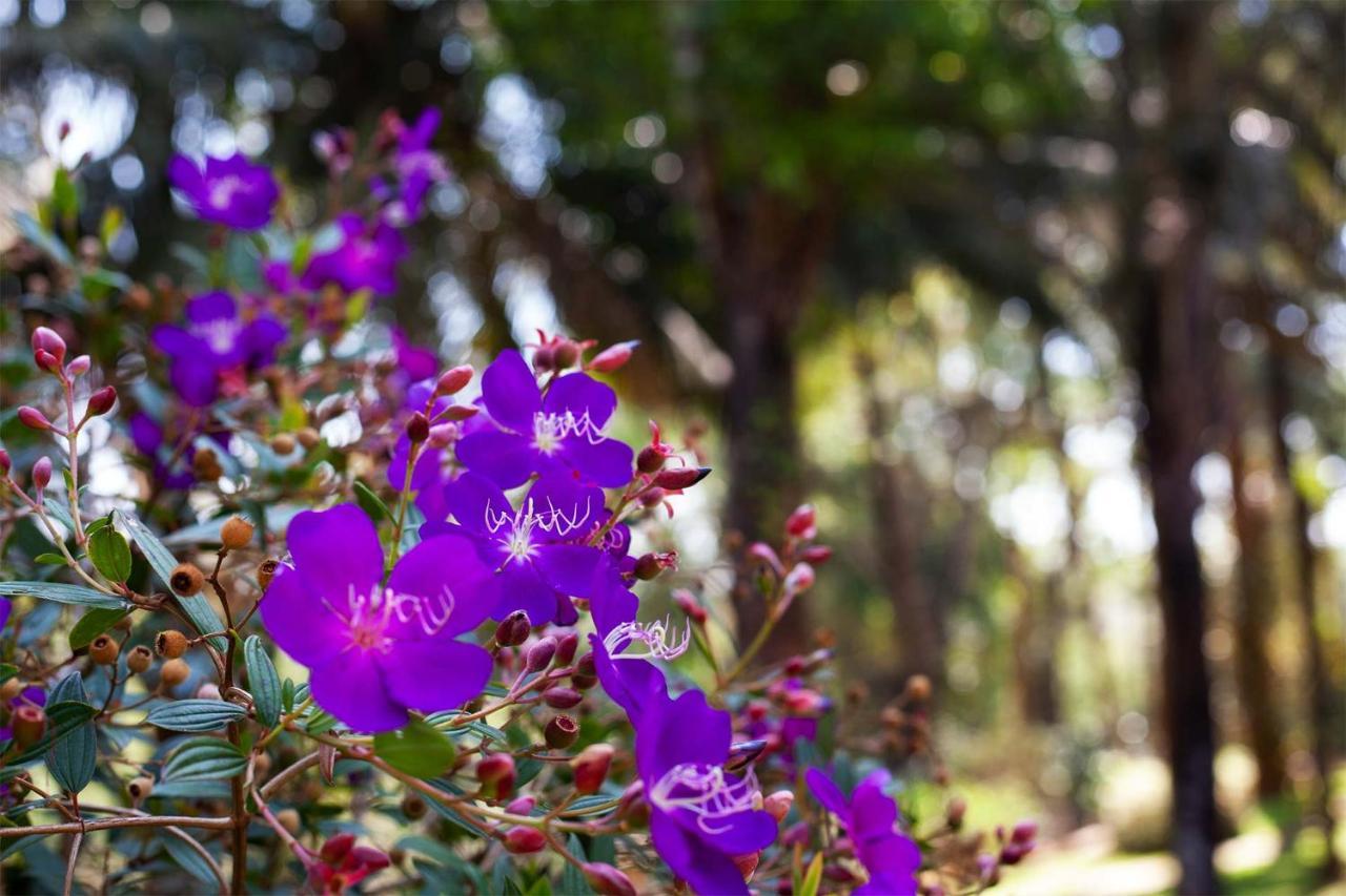 Crystal Homestay By Veo - Part Of Stayvista Madikeri Dış mekan fotoğraf
